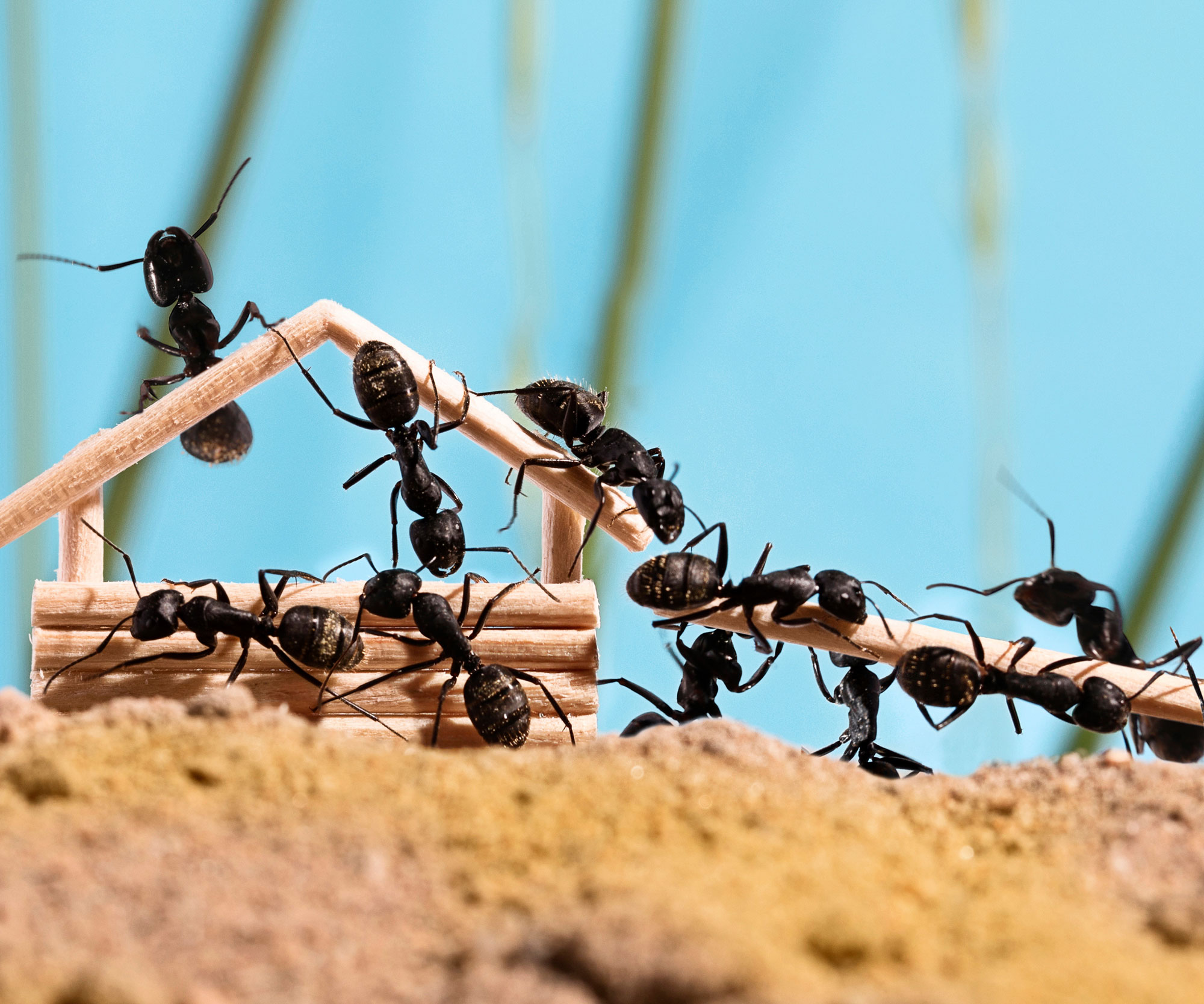 Ants in a line