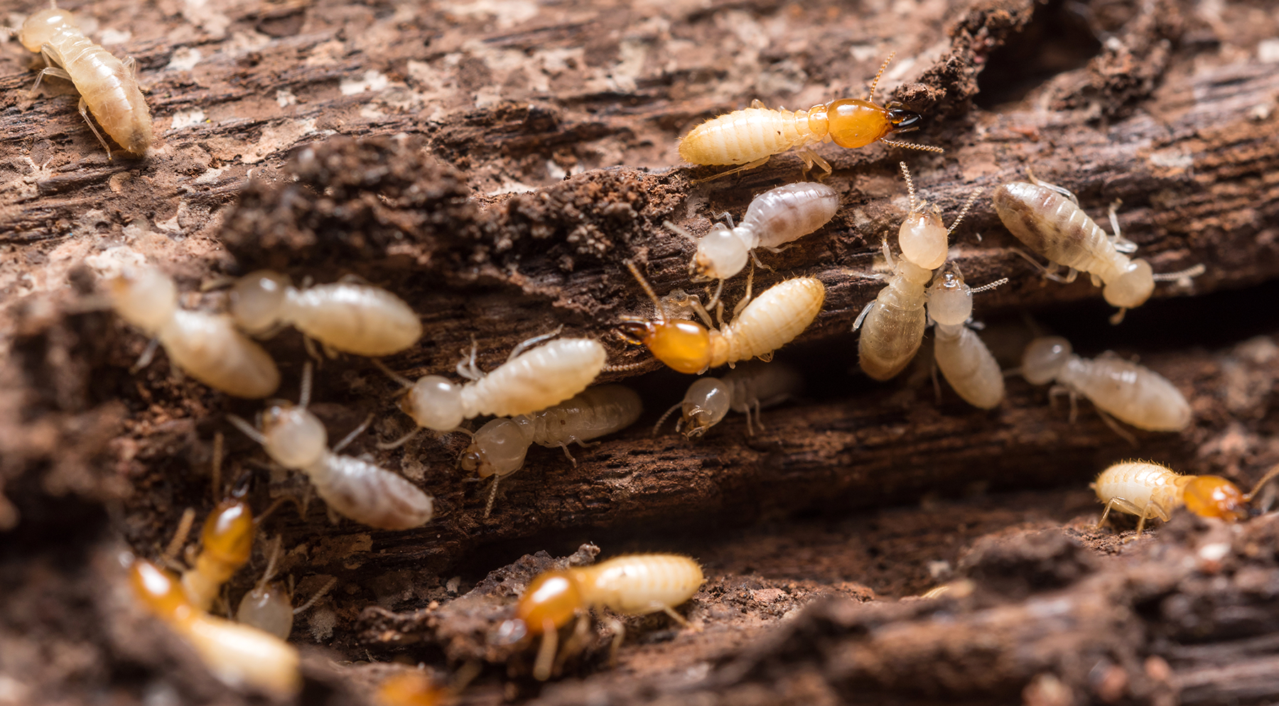 Termites infesting log in North Carolina South Carolina and Georgia - how do they differ from carpenter ants?