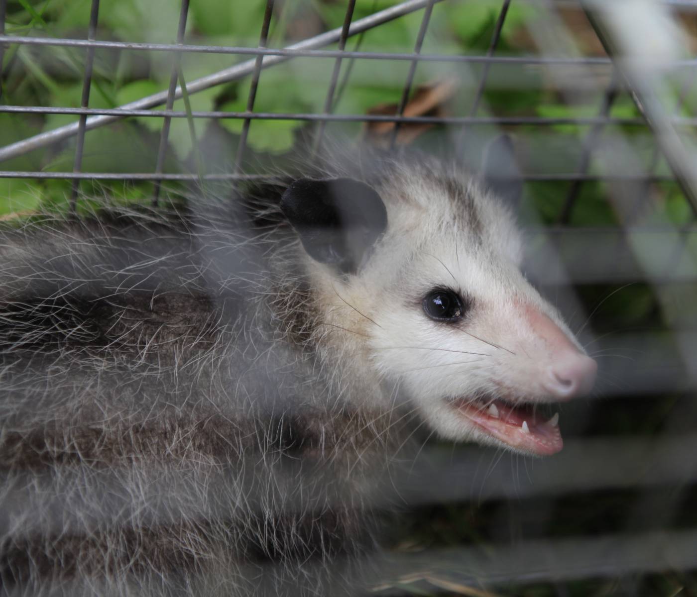 opossum intruding on north carolina home, safely trapped by wildlife experts at rocket